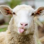 Sheep